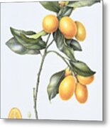 Kumquat Metal Print