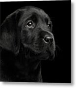 Labrador Retriever Puppy Isolated On Black Background Metal Print