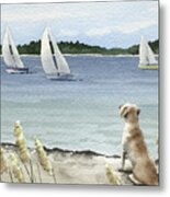 Labrador Retriever Watching The Sailboats Metal Print