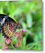 Lace Wing Butterfly Metal Print