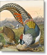 Lady Amherst's Pheasant. Chrysolophus Amherstiae Metal Print