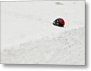 #ladybird 
#insect #macro Metal Print