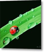 Ladybug On Leaf Metal Print