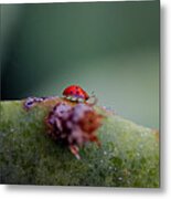 Ladybug On Prickly Pear Cactus Metal Print