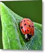 Ladybug With Dew Drops Metal Print