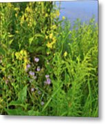 Lakeside Wildflowers In Lake County Metal Print