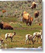 Lamar Valley Wildlife Picnic Metal Print