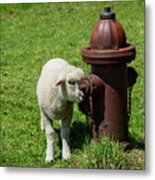 Lamb And Fire Hydrant Metal Print