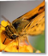 Lantana Butterfly One Metal Print