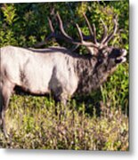 Large Bull Elk Bugling Metal Print