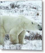 Large Polar Bear In The Snow Metal Print