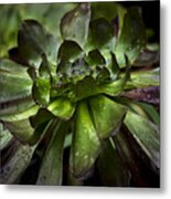 Large Sedum Metal Print