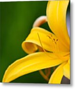 Large Yellow Flower Metal Print