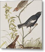 Lark Finch Prairie Finch Brown Song Sparrow Metal Print