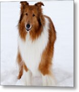 Lassie Enjoying The Snow Metal Print