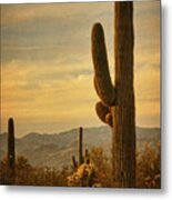 Late Light 0n Saguaro Txt Metal Print