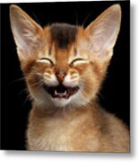 Laughing Kitten Metal Print