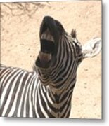 Laughing Zebra Metal Print