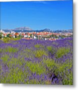 Lavendar Of Provence Metal Print