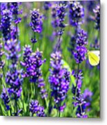 Lavender And The Heart Metal Print
