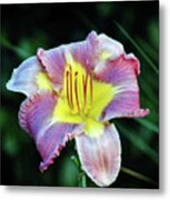 Lavender And Yellow Lily Metal Print