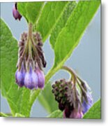 Lavender Buds Metal Print