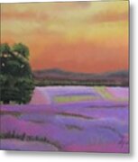 Lavender Fields In A Golden Sunset Metal Print