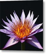 Lavender Fire 1 Metal Print