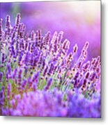 Lavender Flower Field At Sunset. Metal Print