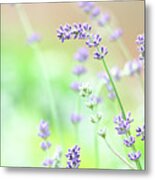 Lavender Garden Metal Print