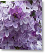 Lavender Lilacs Metal Print
