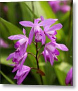 Lavender Orchid Metal Print