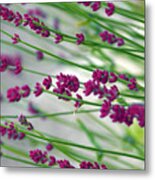 Lavender Metal Print