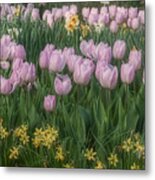 Lavender Tulips Metal Print