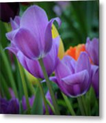 Lavender Tulips Metal Print
