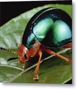 Leaf Beetle From South Africa Metal Print