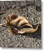 Leaf Metal Print