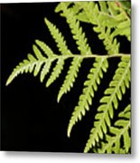 Leaf Metal Print