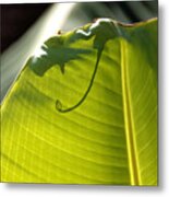 Leaf With Nubbin And Curly Cue Metal Print