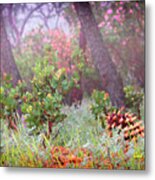 Leaning Forest And Manzanitas Metal Print