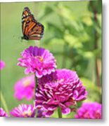 Leaping Butterfly Metal Print