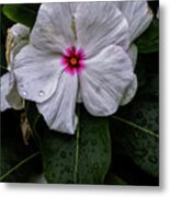 Leaves Flowers And Raindrops Metal Print