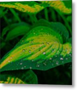 Leaves Metal Print