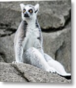 Lemur The Cutie Metal Print