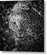 Leopard, Black And White Metal Print