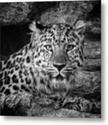 Leopard Black And White Metal Print