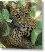 Leopard Cub - Tree Hugger Metal Print