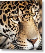 Leopard Face Metal Print