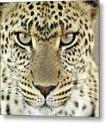 Leopard Panthera Pardus Female Metal Print