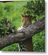 Leopard Scent Marking Tree Metal Print